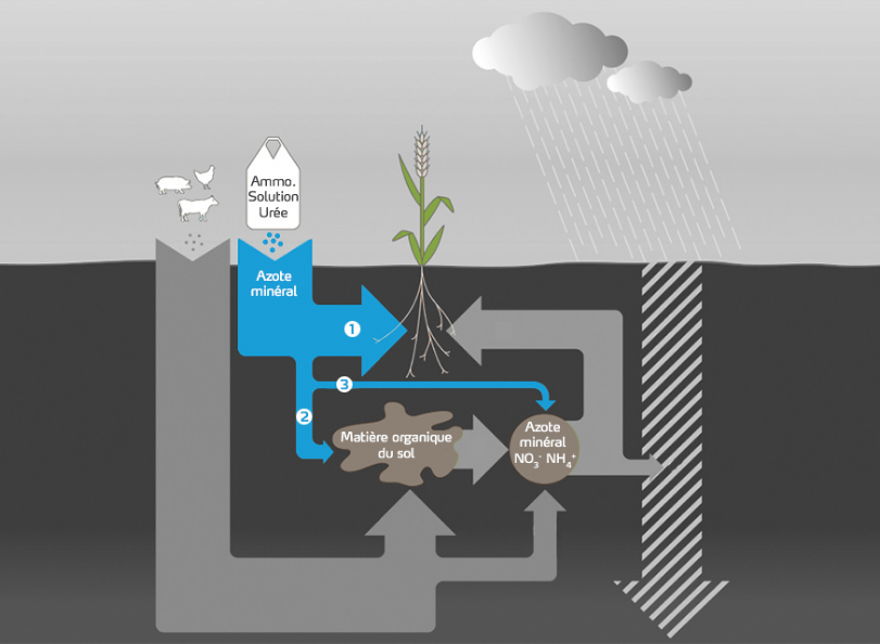 Diffusion azote minéral