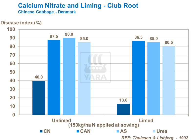 Nitrate de calcium et chaulage - Hernie - Chou chinois