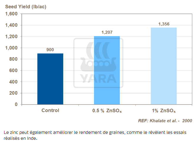 Zinc et rendement des semences