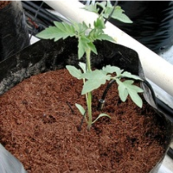 Tomates cultivées dans de l'écorce de pin 