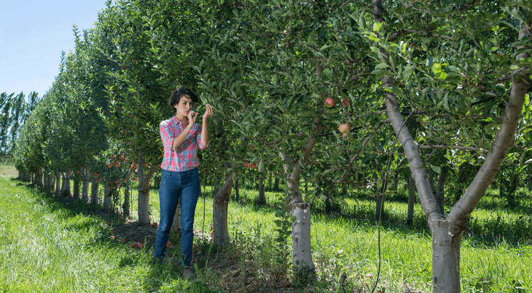 Une agricultrice inspecte son pommier