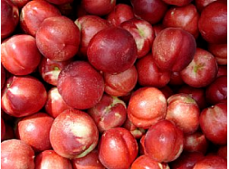 Nectarines 