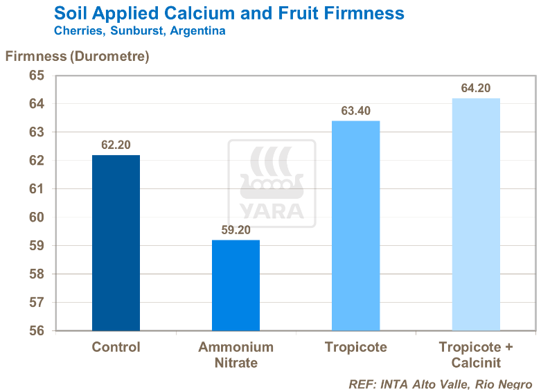 Calcium appliqué sur le sol et fermeté des fruits - Cerises