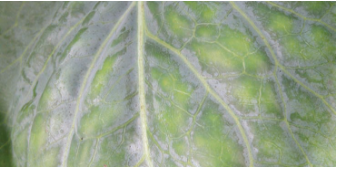 Feuille avec carence en magnésium