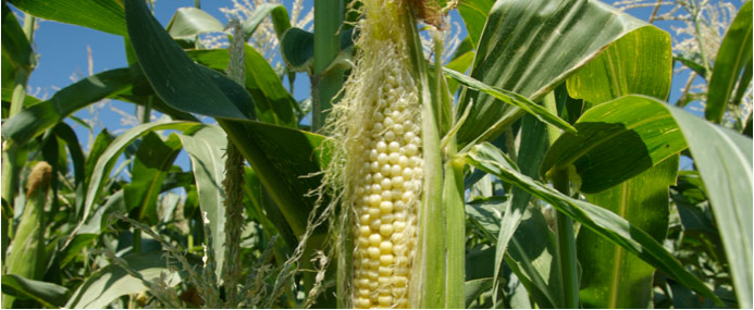 Épi de maïs vu de près, dans un champ