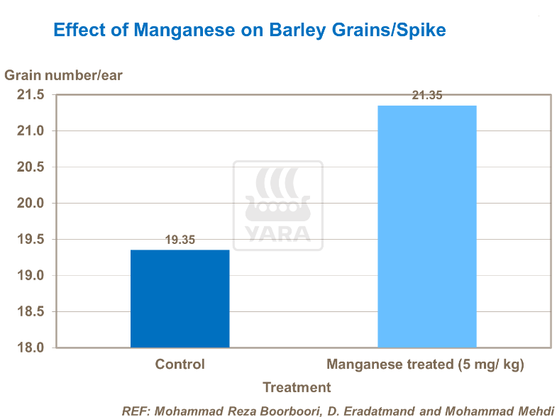 Effet du manganèse sur grains d'orge
