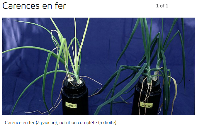 Photo d'une plante avec carence en fer à côté d'une autre en bonne santé